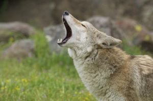 Howling Coyote in deep grass and flowers