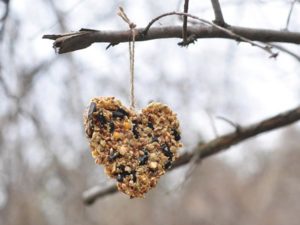 Natural bird feeder or nuts and seeds in a heart shape on a tree branch