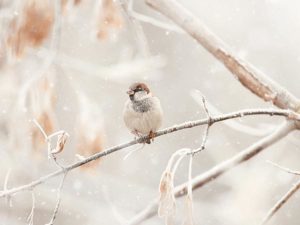 Winter bird on branch in snow