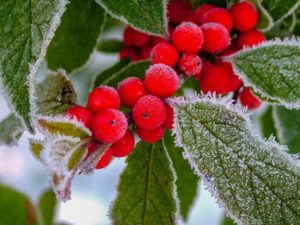 Winterberry Holly with red berries and frost