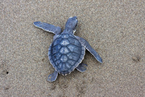 Kemps Ridley Sea turtle