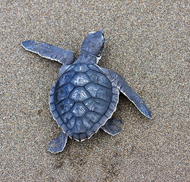 One Health Series: Kemp's Ridley Sea Turtle Stranded on Cape Cod